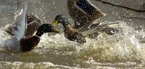 Ducks Fighting