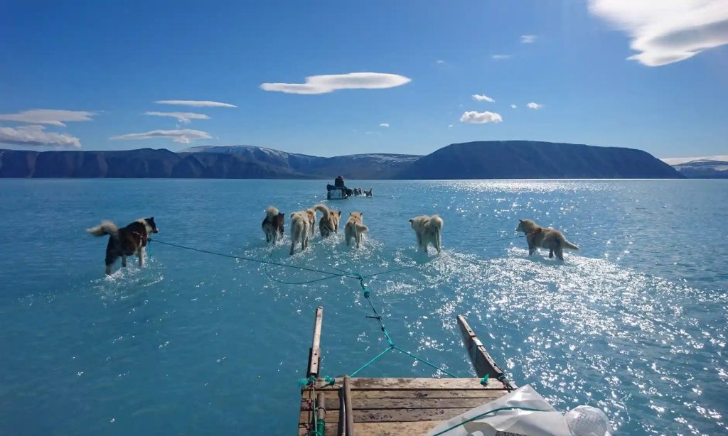 dogs dragging sleds over melted fjord