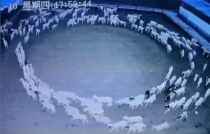 Sheep moving in circles