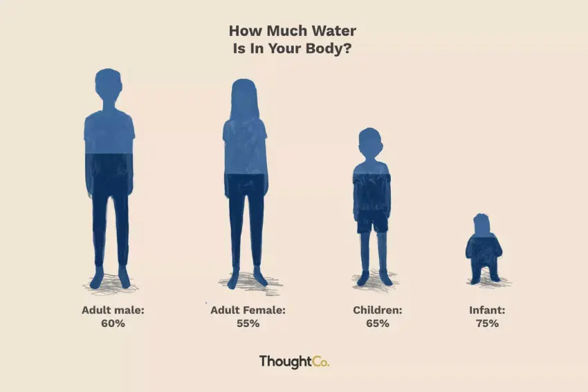 Water in the human body