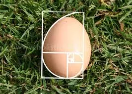 Fibonacci egg